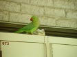 Green Parrot.jpg